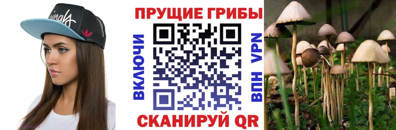 Галлюциногенные грибы Cubensis  цены   Трубчевск 